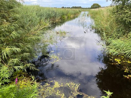Téléchargez les photos : Beau paysage de réflexion des roseaux et des nuages dans l'eau de la rivière à la réserve naturelle sur Norfolk Broads East Anglia avec herbe et arbres et ciel nuageux sur scène en été lumière du jour - en image libre de droit