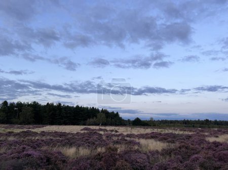 Téléchargez les photos : Paysage du coucher de soleil soir lumière et ciel de couleur avec nuages beau champ de lande avec des plantes de bruyère sauvage pourpre et chemin à la lisière de la forêt à Brandon Suffol East Anglia uk en vacances en été - en image libre de droit
