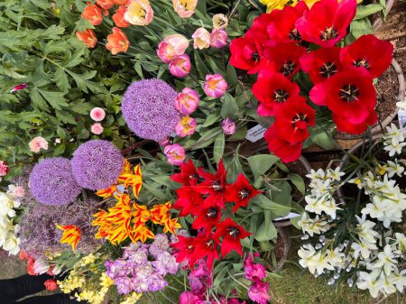Photo for Close up of variety colourful tulips alliums dahlias daffodils the beautiful flowers in full bloom in country estate organic garden with purple red yellow pink petals and green leaves Summer flat lay - Royalty Free Image