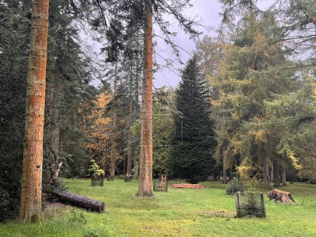 Téléchargez les photos : Beau paysage naturel d'automne d'espèces d'arbres à un arboretum dans Norfolk East Anglia uk avec les feuilles de la terre en bois changeant de couleur de nuances vertes à orange jaune brun poussent herbe fraîche - en image libre de droit