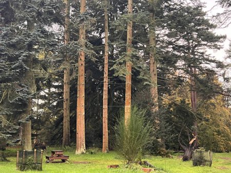 Téléchargez les photos : Beau paysage naturel d'automne de différentes espèces d'arbres et de pins à l'arboretum dans Norfolk East Anglia uk avec les feuilles de la terre en bois changeant de couleur en brun-jaune orangé dans l'herbe verte fraîche - en image libre de droit