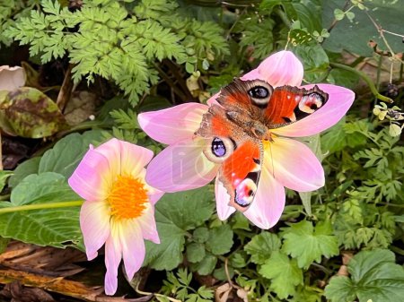 Téléchargez les photos : Gros plan macro de paon papillon l'insecte avec des ailes rouges bleues blanches étalées comme des yeux sur la fleur de dahlia rose en Novembre dans un climat doux avec des feuilles de plantes vertes fond de jardin environnement - en image libre de droit