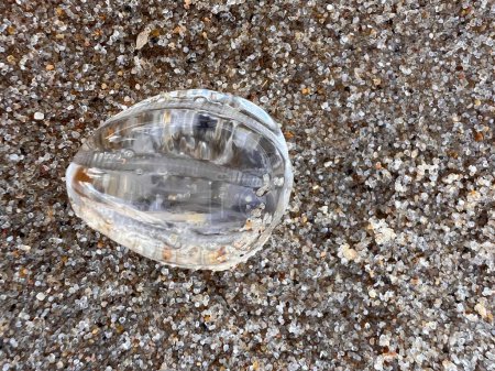 Photo for Close up of comb jellyfish or sea gooseberry the Pleurobrachia pileus bio luminescent ocean creature which is like a translucent beautiful natural clear jewel against the sand grains on uk beach - Royalty Free Image