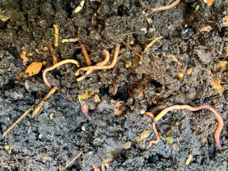 Photo for Close up organic garden compost with worms insects in soil and the earth environment from composting natural garden waste of vegetables fruit skins cardboard tree branches leaves to make rich mulch - Royalty Free Image