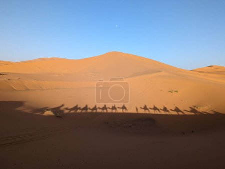 Photo for A caravan of dromedaries passing the Sahara desert in the evening, Erg Chebbi in Morocco - Royalty Free Image