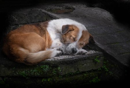 Photo for Sleeping brown and white mature dog on concrete steps - Royalty Free Image
