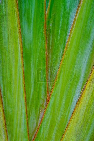 Photo for Close up of vertical green and yellow color palm fronds. Background and wallpaper texture - Royalty Free Image