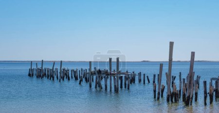 Photo for Wood logs in ocean standing straight up. Broken wharf in Province town, MA. Blue ocean and blue sky. - Royalty Free Image
