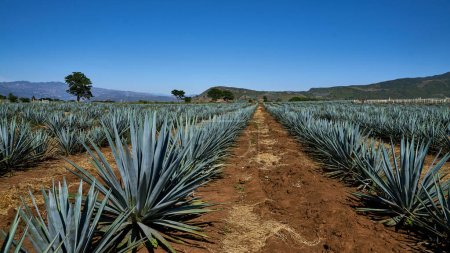 Photo for Agave cultivation located in Amatitan Jalisco, in the background the surrounding hills. Agave cultivation. - Royalty Free Image
