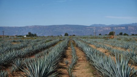 Photo for Panoramic view of agave cultivation, in the background the mountains of the region. - Royalty Free Image
