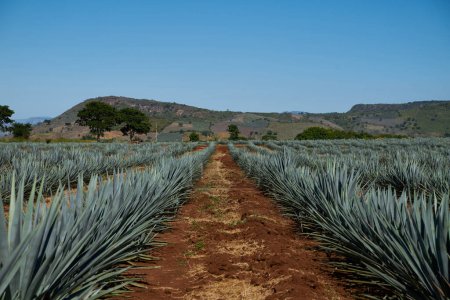 Photo for Beautiful landscape of the Jalisco region in Mexico. Cultivation of agave, raw material for tequila. - Royalty Free Image