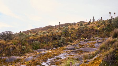 Téléchargez les photos : Frailejones du Nevado del Ruiz : Merveilles botaniques du parc national de Los Nevados - en image libre de droit