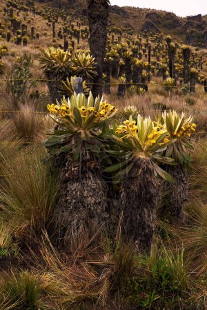 Téléchargez les photos : Frailejones en gros plan : Flore emblématique du parc national de Los Nevados - en image libre de droit