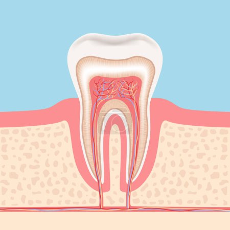Illustration for Human tooth. Anatomical structure of the tooth. Vector illustration. - Royalty Free Image