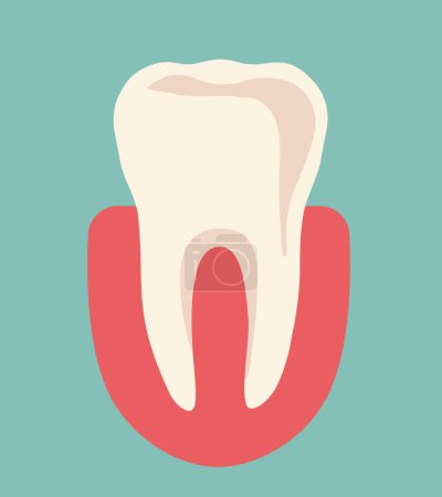 Téléchargez les illustrations : La dent humaine. Anatomie de la dent. Illustration vectorielle. - en licence libre de droit