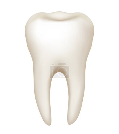 Téléchargez les illustrations : La structure d'une dent humaine. Anatomie de la dent. Illustration vectorielle. - en licence libre de droit