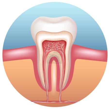 Illustration for The structure of a human tooth. Anatomy of the tooth. Vector illustration. - Royalty Free Image