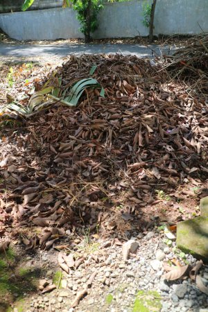 Téléchargez les photos : Photo d'un tas de feuilles sèches d'un rambutan - en image libre de droit