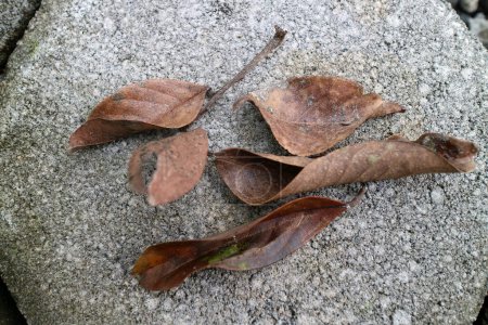 Téléchargez les photos : Photo The dry brown leaves of the rambutan tree fell on the paving road - en image libre de droit