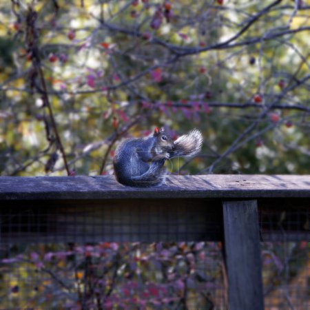 Portrait of squirrel sitting on a fence. Holding his tail. Urban wildlife. Durham, NC