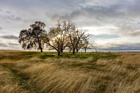 Foto de Beautiful landscape of trees and windy blown grass on a gloomy day in Oroville, California - Imagen libre de derechos