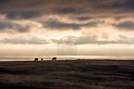 Foto de Cows eating on the horizon during sunset in Oroville, California with a dark and gloomy sky with clouds - Imagen libre de derechos