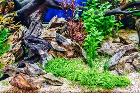 Photo for Underwater landscape nature forest style aquarium tank with a variety of aquatic plants, stones and herb decorations. - Royalty Free Image