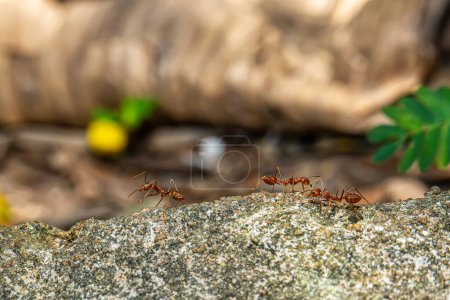 Many red ants are walking around to find food.