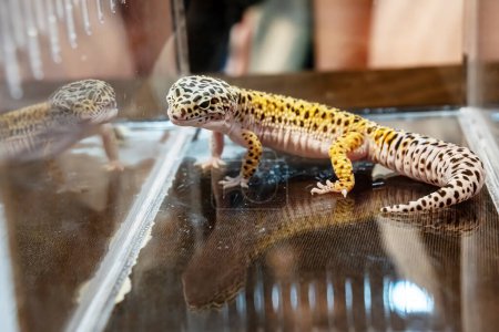 Un geco en el armario de acrílico esperando ser vendido. Es una mascota popular en Tailandia.