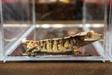 A gecko in the acrylic cabinet waiting to be sold. It's a popular pet in Thailand.