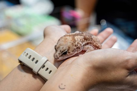 Ein Gecko auf der Hand der Menschen. Es ist ein beliebtes Haustier in Thailand.