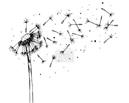 Illustration for Vector illustration of a dandelion, black silhouette flower - Royalty Free Image