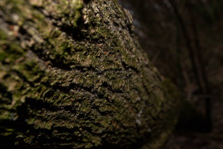 Foto de Un tronco de árbol con musgo verde. Foto de alta calidad - Imagen libre de derechos