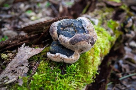 Photo for A mushroom sits on a log in the woods. High quality photo - Royalty Free Image