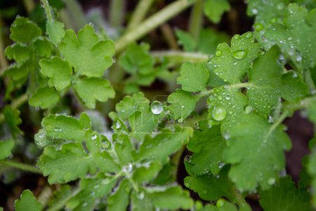 Photo for A green plant with water droplets on it and the leaves are wet. High quality photo - Royalty Free Image