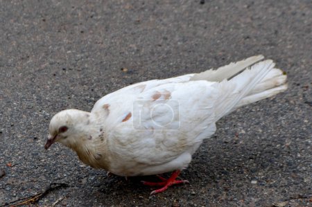 Foto de La cola de un pájaro. Una paloma está caminando por el suelo con la palabra paloma en ella. Foto de alta calidad - Imagen libre de derechos