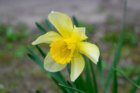 Beautiful colorful narcissus or Daffodil close up evening light. Narcissus is a genus of predominantly spring perennial plants of the amaryllis family, Amaryllidaceae. High quality photo. 