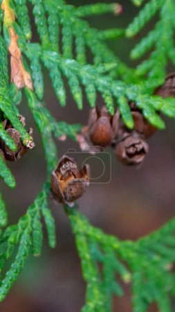 Photo for A close up of a tree with a few small leaves and some small seeds. High quality photo - Royalty Free Image