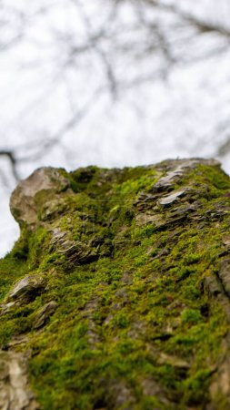 Photo for A tree trunk with moss on it and a sky background. High quality photo - Royalty Free Image