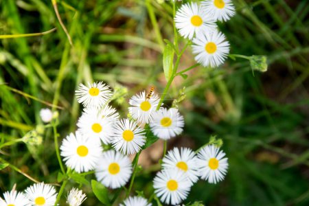 Photo for Chamomile flower among green grass and leaves, natural background. daisies among the green grass. High quality photo. - Royalty Free Image