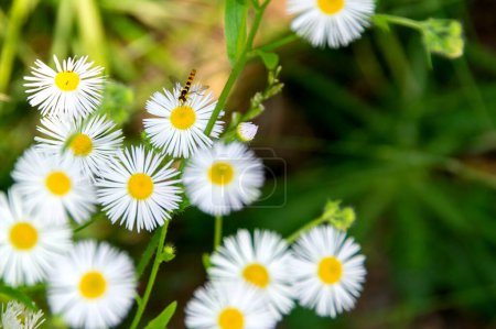Photo for Chamomile flower among green grass and leaves, natural background. daisies among the green grass. High quality photo. - Royalty Free Image