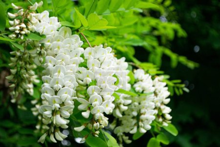 Acacia tree blooming in the spring. Flowers branch with a green background. White acacia flowering, sunny day. Abundant flowering. Source of nectar for tender fragrant honey. High quality photo