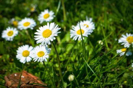Photo for Chamomile flower among green grass and leaves, natural background. daisies among the green grass. High quality photo - Royalty Free Image