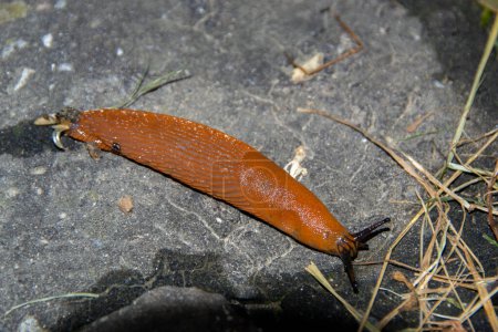 Photo for European red slug aka Chocolate arion Arion rufus on a woodland path. High quality photo - Royalty Free Image