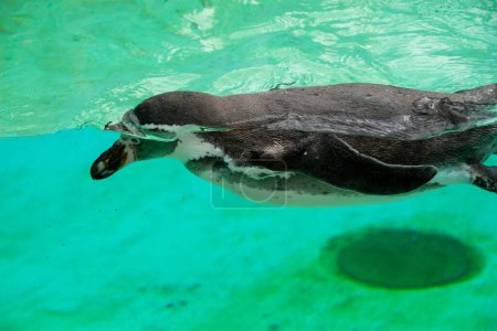 Photo for The African penguin swimming under blue water. Penguin Awareness Day and World Penguin Day. High quality photo - Royalty Free Image