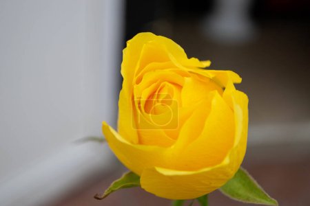 Photo for Yellow rose flower top view isolated on white background, clipping path included. High quality photo - Royalty Free Image