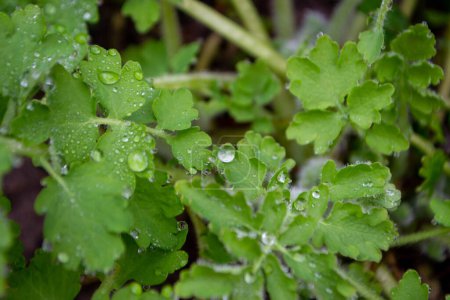 Photo for A green plant with water droplets on it and the leaves are wet. High quality photo - Royalty Free Image