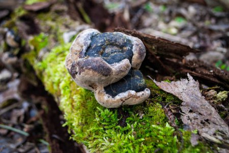 Téléchargez les photos : Un champignon est assis sur une bûche dans les bois. Photo de haute qualité - en image libre de droit