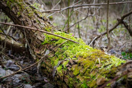 Photo for A tree trunk with moss on it and a sky background. High quality photo - Royalty Free Image