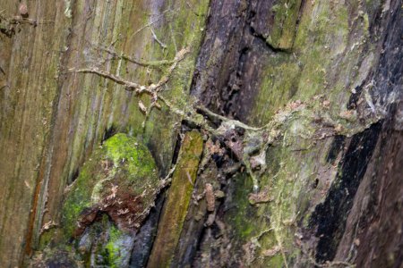 Téléchargez les photos : Un tronc d'arbre recouvert de mousse verte. Photo de haute qualité - en image libre de droit